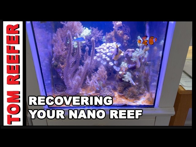 Starting Your Reef Tanks Over (10 AND 20 GALLON RECOVERY SERIES)