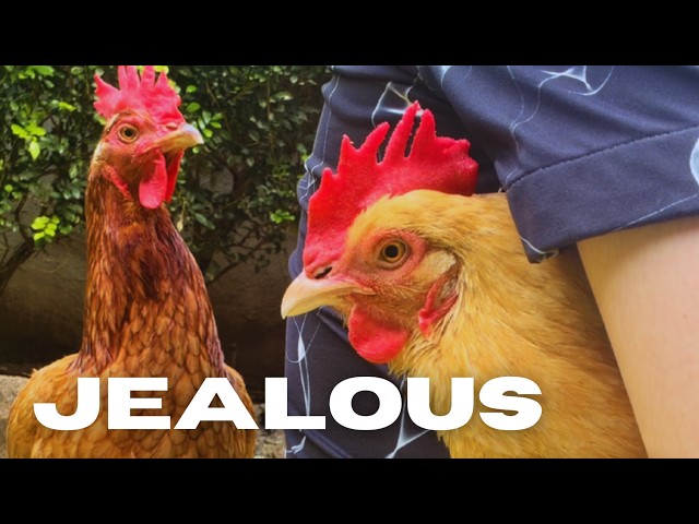 CHICKEN GETS JEALOUS?! 🐔💕 Lindsay LoHEN also wants attention LOL