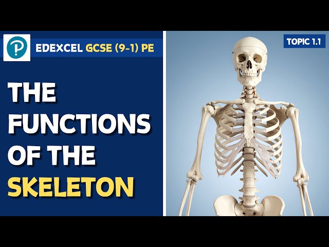 Edexcel GCSE PE - Functions of the Skeleton - The Musculo-Skeletal System (1.1)