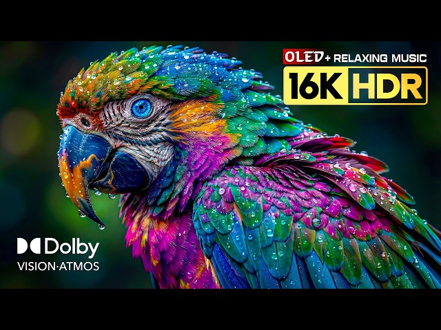 Amazing OLED HDR Test 16K Video | Dolby Vision 8K HDR 120FPS (8K/4K Video TV)