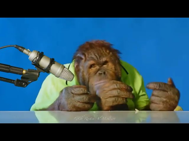orangutan asmr | Orang Utan ASMR