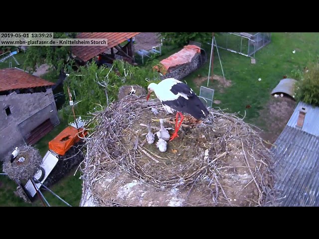 Knittelsheim Nest 1 2019_05_01 ACHTUNG! Kronismus -Fennley sortiert das Kleinste aus