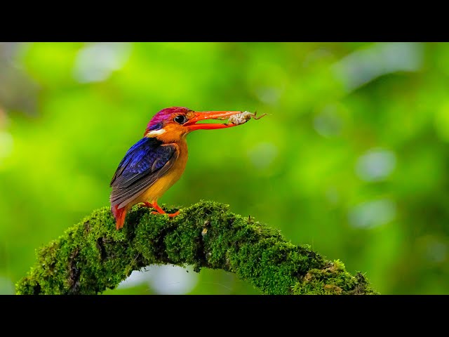 African Birds 24/7 Live Stream | Rare & Exotic Wildlife with Real Nature Sounds (No Music)
