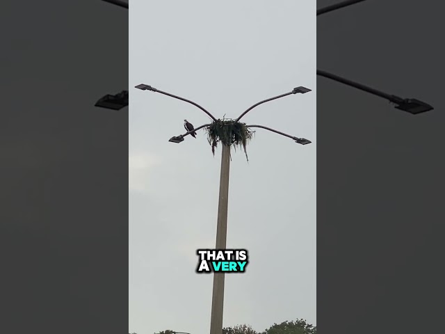 This hawks nest was HUGE #hawk #birds #nest #impressive #cool