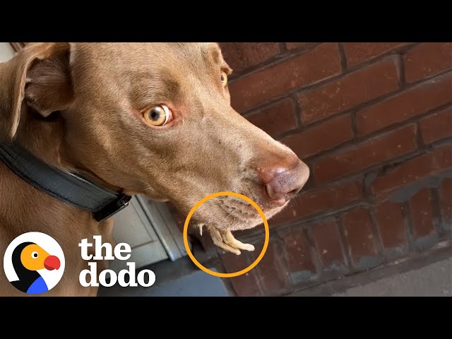 Woman Sees Tiny Legs Sticking Out Of Her Dog's Mouth | The Dodo