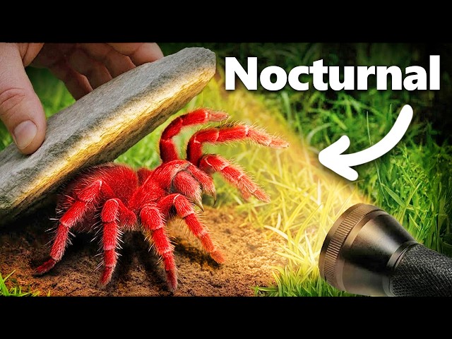 I Flipped 100 Rocks at Night, Here’s What I Found...