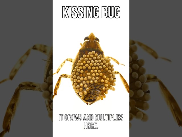 Kissing Bug Disease Situation Is Sad 😬