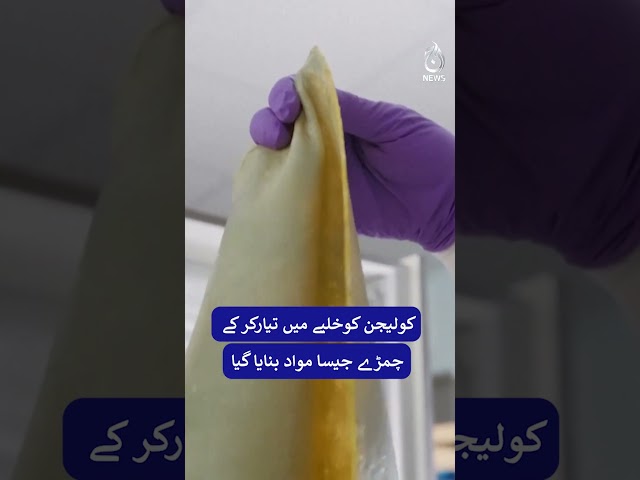 Handbag Made from T. rex Fossil Collagen to Be Exhibited in Amsterdam #shorts