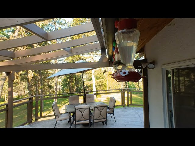 Humming Bird Feeder in 3D! VR 180