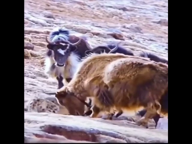 Cow Save her Calf from.... | Footage No Copyright