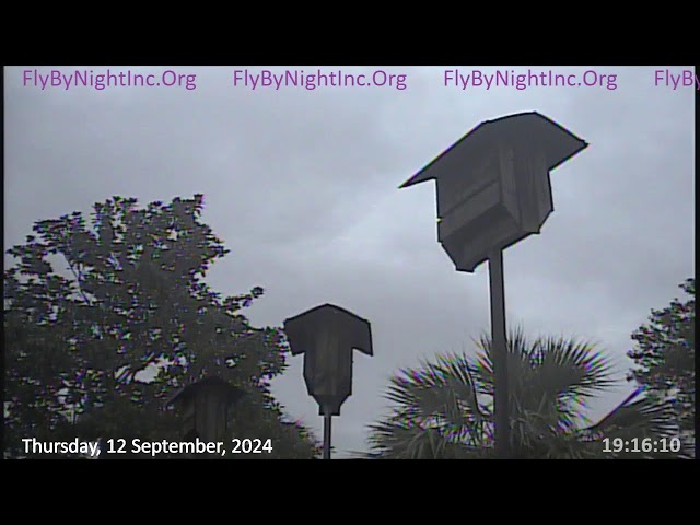 FBN Live BatCam 12Sept2024