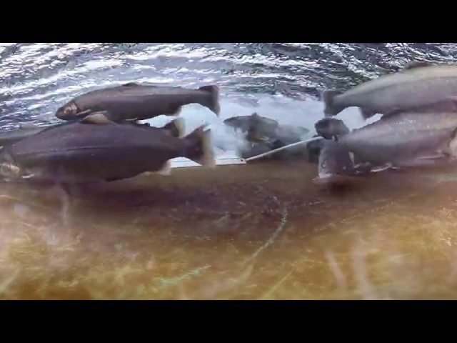 Samherji 360 VR - Cod, Haddock and Arctic Charr