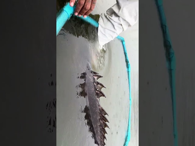 Click above to see the full video^