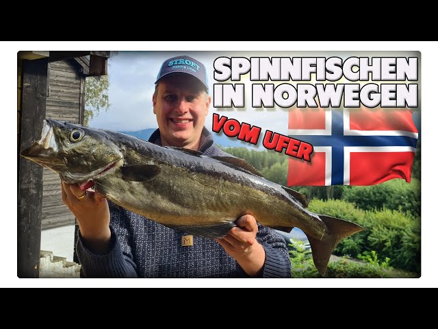 Pollack angeln in Norwegen vom Ufer – mit Spinnrute und Gummifisch erfolgreich