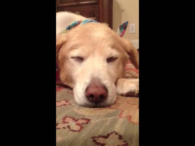 Snoring Dog Won't Wake Up