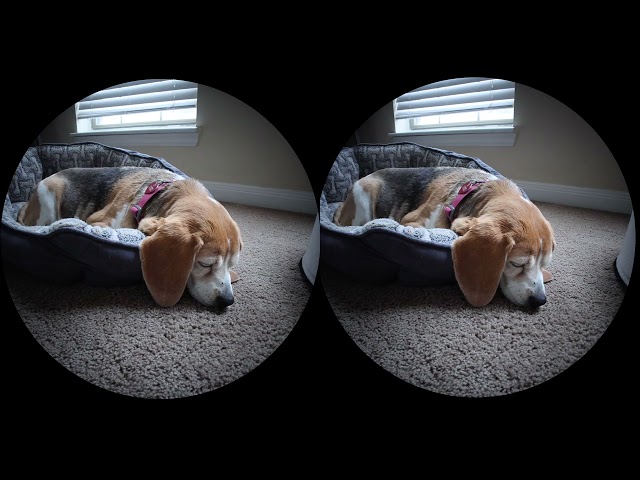 [3D] Lily snoring | Canon R7 + RF-S 7.8MM F4 STM DUAL LENS