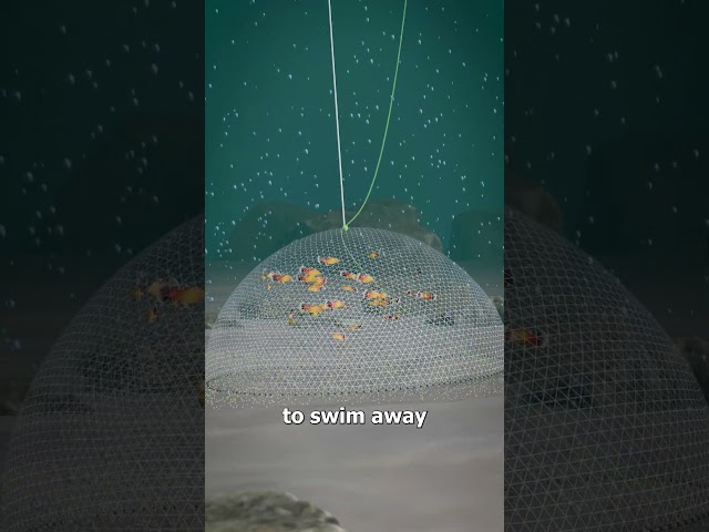 How A Cast Net Works 🤔