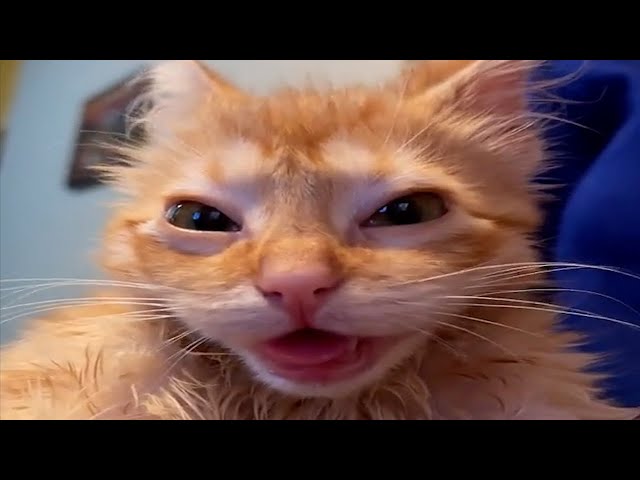 FUNNY CATS MEMES COMPILATION V38