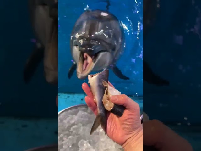 Friendly dolphin eating ice and fish #dolphin #dolphinnose
