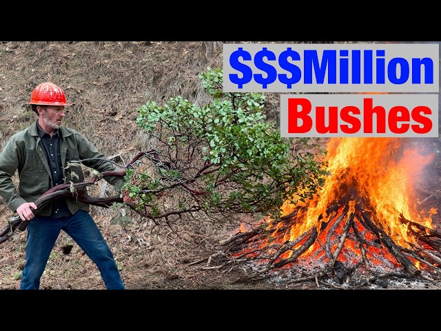 People Are Burning This Million Dollar Bush