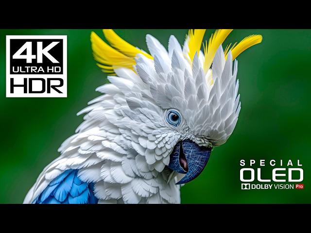 Unstoppable Beauty of 4K Videos | 4K HDR 120fps | Dolby Vision