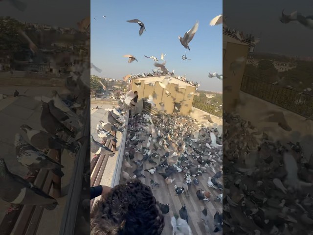 #kabutarbazi #kabutar #pigeon #shortfeed #viral #shorts #short #shortvideo #ytshorts