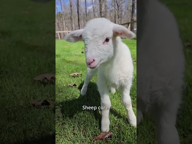 Sheep core. 🐑🐑 #sheep #cute