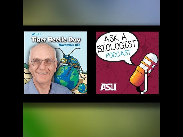 Fast Insects, Smart Science: Tiger Beetles Rule