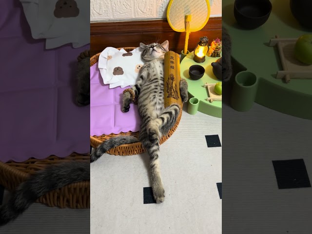 Follow Me for More Video #cat #cats #catlovers #memes #fun #animals #funny #viralshort #animal #meme