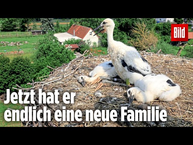Storchenbaby per Kaiserschnitt aus dem Bauch seiner toten Mutter gerettet