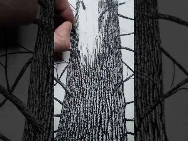 Drawing Tree Bark with a Rotring Technical Ink Pen on Watercolor Paper