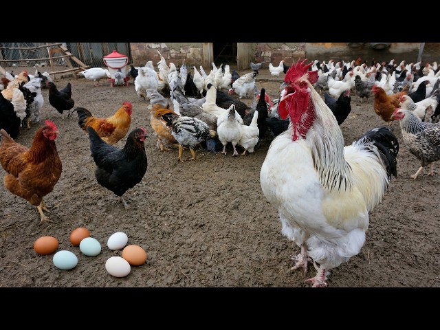 Chicken Farm - Raising Healthy Organic Chickens and Collecting Fresh Eggs in Rural Areas
