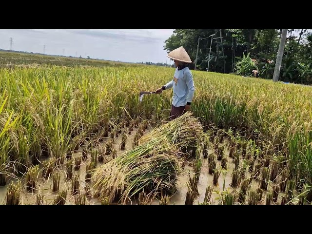 BRILLIANT FARMING IDEA! ULTRA SHARP TOOL FOR FAST RICE PLANT CUTTING - Agriculture Gardening