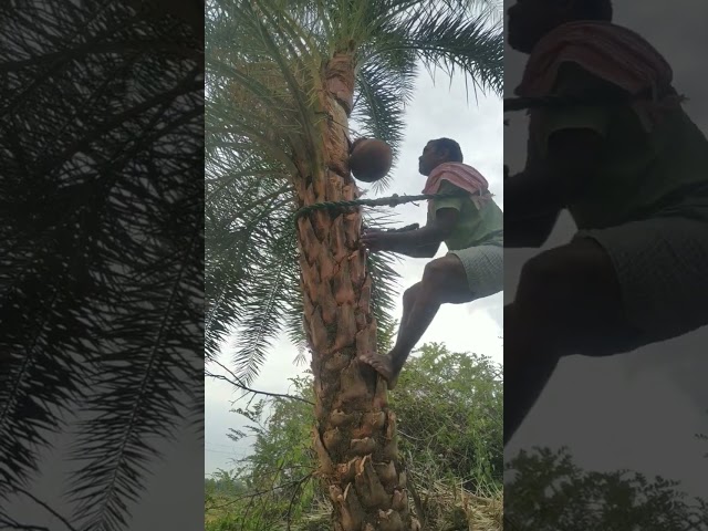 Fresh Neera || Kallu #kallu #Neera #neeracafe #toddy #viral #trending