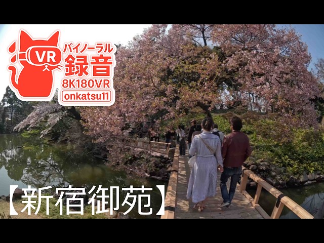 🌸 [Shinjuku Gyoen Cherry Blossoms — A Tranquil Spring Garden in Full Bloom (8K VR180)]🌿✨Chapter One‼