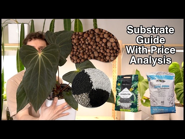 Houseplant Substrate Guide and Cost: DIY PON, Tree Fern, and LECA