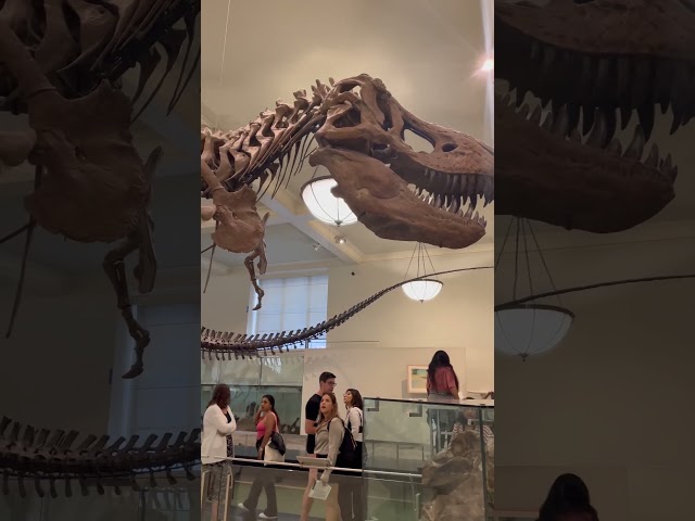 A Huge Skeleton of a Dinosaur, T Rex, at American Museum of Natural History in New York