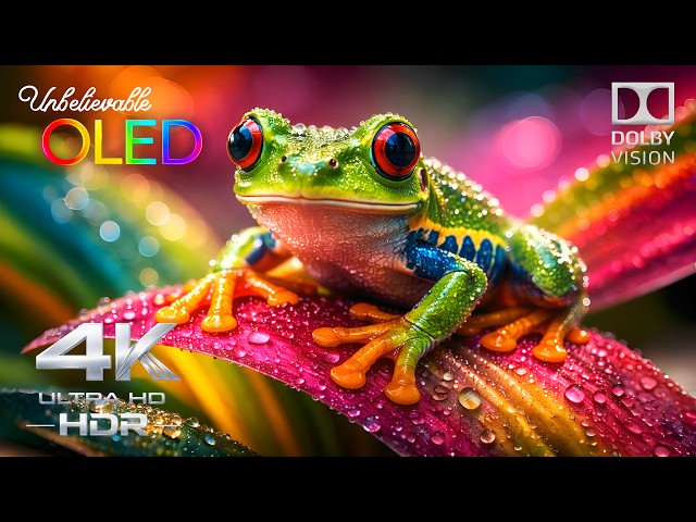 Unbelievable OLED Clarity | 4K HDR 120FPS Dolby Vision Test