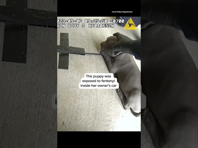 Police use Narcan to save a puppy overdosing