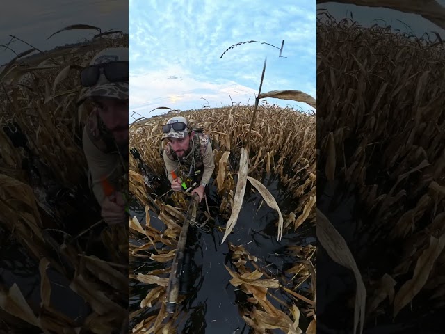 This is why you let birds work and don’t just shoot.   Call them back in #duckhunting