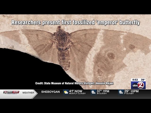 Photos from 300 million years ago to last Sunday