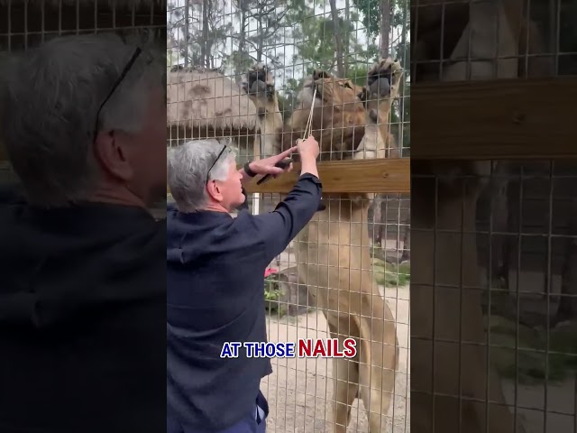 Sean Gets Up Close with a Lion