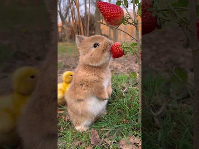 Little rabbit chirps, chirps, eats strawberries, cute pet, rabbit, cute little pastoral pet