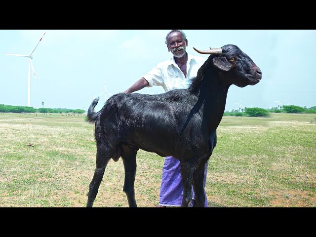 GIANT BLACK GOAT CURRY | கருங்கிடா கறி விருந்து | Village Style Mutton Recipe | Traditional Food