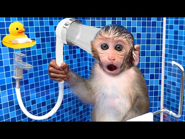 Monkey Baby Bon Bon oes to the toilet and plays with Ducklings in the swimming pool