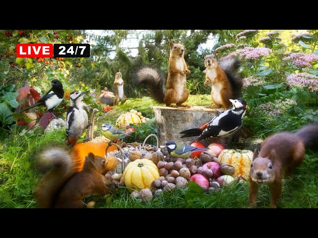🔴 24/7 LIVE CAT TV NO ADS😺 Beautiful Birds, Red Squirrels and Peaceful Nature