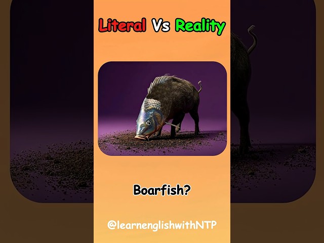 1+ Best of the Literal Vs Reality English Compound Words-203