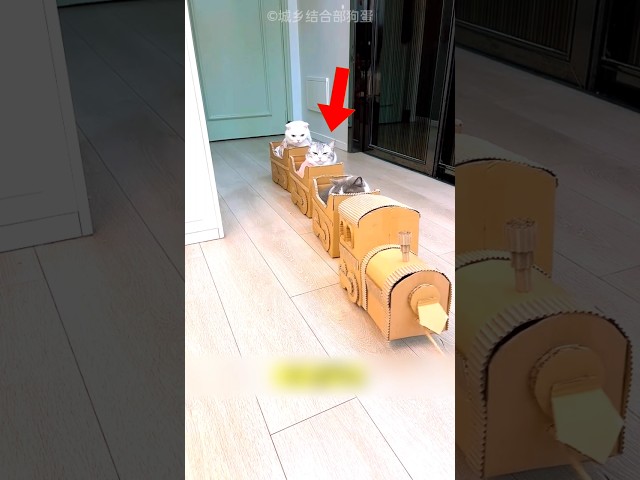 Cardboard Train Fail 😂 Angry Cat Jump