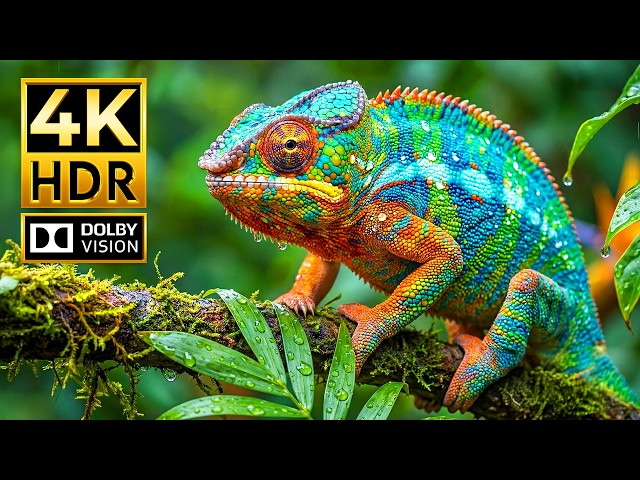 4K HDR Wildlife Masterpiece | Dolby Vision Animal Footage in Stunning Detail (4K/8K TV)
