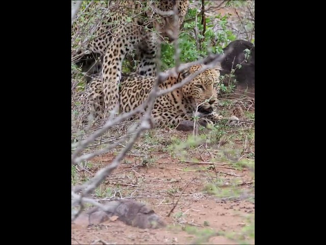 Leopards ritual fast forward